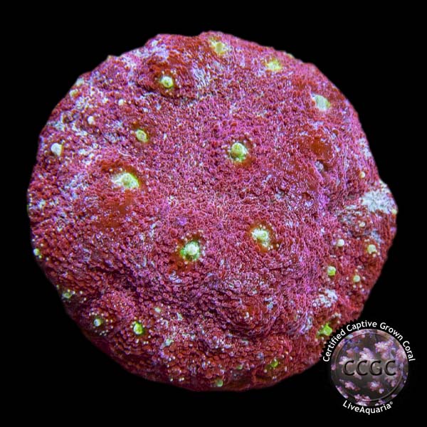 LiveAquaria® CCGC Aquacultured Atlantis Christmas Chalice Coral LiveAquaria® CCGC Aquacultured Atlantis Christmas Chalice Coral